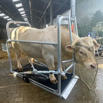 SCHURR Klauenpflegestände extra groß / breit in Aktion, Jakob DE