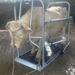 SCHURR Klauenpflegestände extra groß / breit in Aktion, Jakob DE