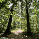 Forêt d'Orléans 