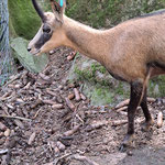 Bock oder Geiss? - Oder Geissbock?