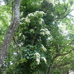 27.ツルアジサイ?イワガラミ? とてもいい香りがした。