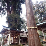 静原神社の御神木