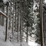 ヒミズ谷登山口 の付近の雪景色、樹林が雪をまとっていい感じ