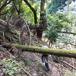 仙人の滝から音羽山山頂へ。倒木を跨いだり潜ったり・・・