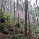 ④ よく手入れされた比叡山の檜林