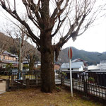 静原神社の大銀杏