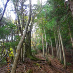 大きな木もところどころにある尾根道