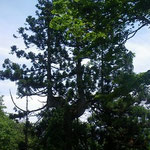 22.芦生杉も多かった。