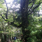 .登りの尾根の巨木、胸高周囲380cm