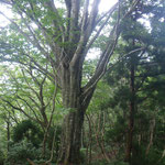 立ち姿のいいブナだった。