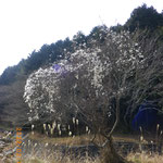 ⑨駐車場の木に花?実は絡んでいたツルの綿毛でした