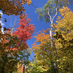 Algonquin-Park