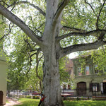 Un arbre au tronc démesuré, en cliquant vous verrez la taille de Matys....