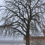 Le par Kalemegdan