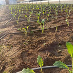 Der erste Kohlrabi ist auch schon aktiv