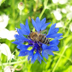 Foto: T. Wahlers
