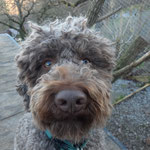 Lagotto Tinto