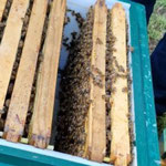 Beeindruckend, wie viele Bienen da fleißig bauen