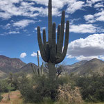 mein "Meister-Saguaro-Schnappschuss"