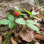 Cros de Géorand - Concours photo 2025 "Au ras du sol sur le plateau ardéchois" - Françoise M.
