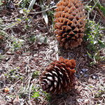 Cros de Géorand - Concours photo 2025 "Au ras du sol sur le plateau ardéchois" - Mathilde A.