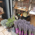 Frischer Lavendel