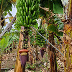 Bananenplantage