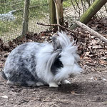 lionhead -look