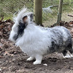 Elvis-lookalike