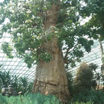 Gardens by the Bay
