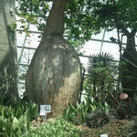 Gardens by the Bay