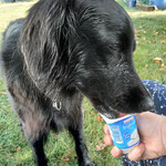 "Gefrorener Joghurt, lecker und kühlend"