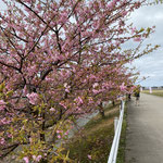 河津桜　花と葉が一緒に出るんですね(*'ω'*)