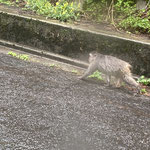 野生の猿一家に遭遇(#^.^#)