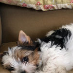 Castor 12 weken oud = Biewer yorkshire terrier