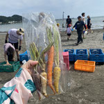 ムラサキウニを堆肥にし、その畑でできた野菜を参加者にプレゼントして頂きました