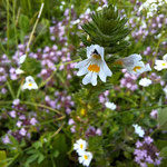 Augentrost mit wunderschöner Blüte