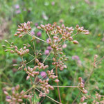 Wiesenkümmel, bald erntereif