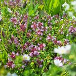 Wilder Thymian - Quendel