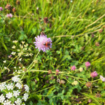 um die Witwenblume ist ein Griss