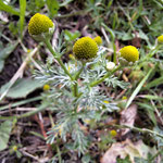 Strahlenlose Kamille, Mini-Ananas