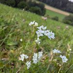 Wiesenlabkraut