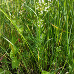 Labkraut weiß in Blüte   (Lymphkräuter)