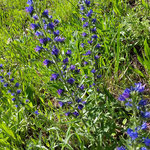 Natternkopf, war früher gegen Schlangenbisse. Blüten als Deko sammeln