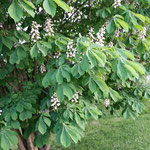 Blüten der Weissen Kastanie (Sonnenschutz ansetzen)