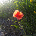 Klatsch-Mohn