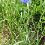 Kornblume - leider schon sehr selten wegen der vielen Düngung auf den Feldern. Aufguß der Kornblume macht graue und weiße Haare schön glänzend. Wunderschön getrocknet als Blickfang im Tee oder Streudeko am Tellerrand.