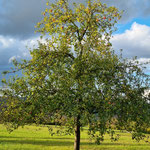 Apfelbaum auf der Streuobstwiese, Foto: NABU-Steinau