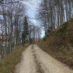 Wir stiegen etwa 40 Höhenmeter ab, hielten uns bei einer Weggabelung links und wanderten für eine Kehre über die Forststraße aufwärts, bis wir an der Abzweigung zum verbotenen Weg vorbeikamen 