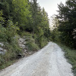 Wir erreichten die Forststraße, querten diese und wanderten gleich wieder durch den Wald weiter